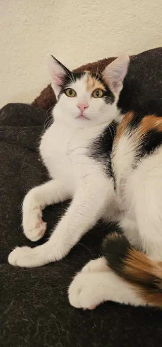 Tacoma