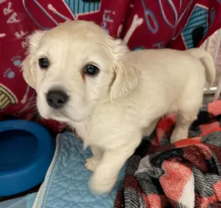 Lola's pups