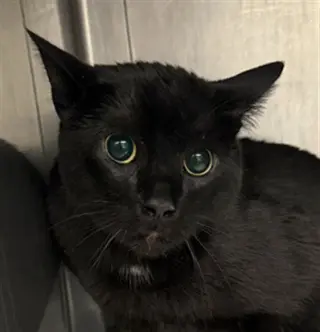 SPUNKY
