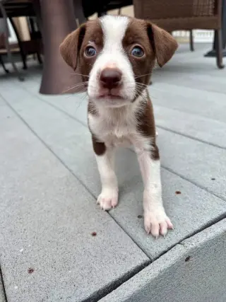 Otis