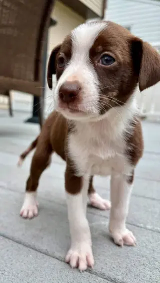 Otis