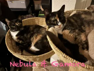 Gamora BONDED with Nebula