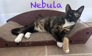 Gamora BONDED with Nebula