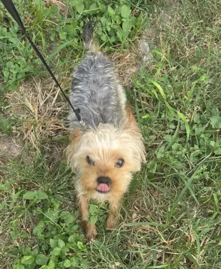 Teddy