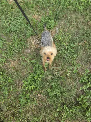 Teddy