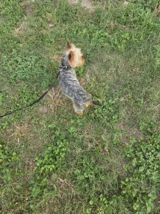Teddy