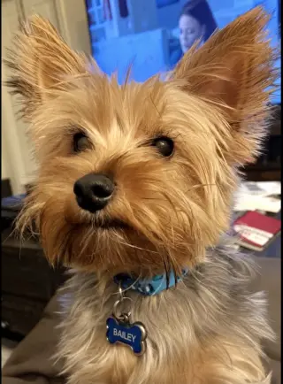 Bailey(8)