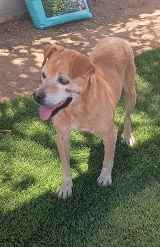 Socks-ADOPTED 9/25/26