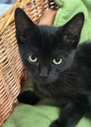 polly
