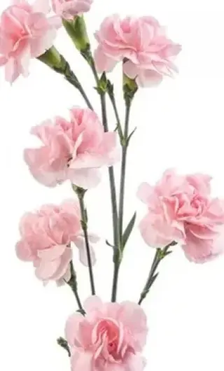 Rosas Premium y Arreglos