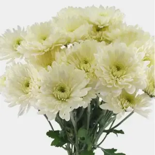 Rosas Premium y Arreglos