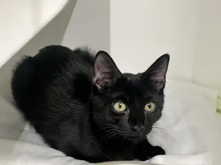 Joon