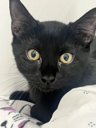 Joon