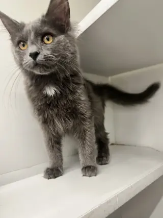 Joplin