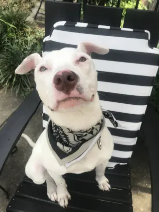 Ziggy