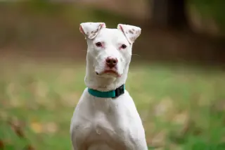 Ziggy