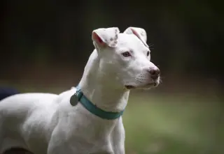 Ziggy