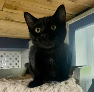 Cinder