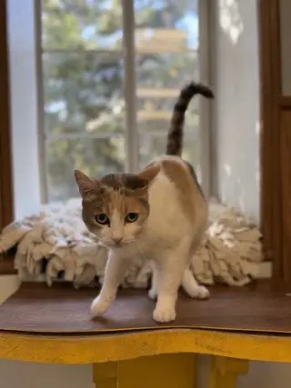Cat 28270 (Betsy)
