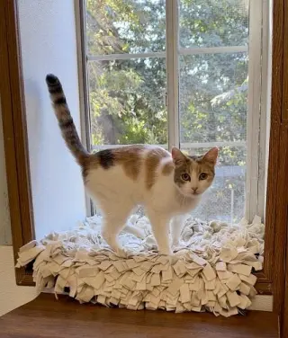 Cat 28270 (Betsy)