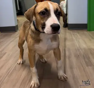 Shiloh