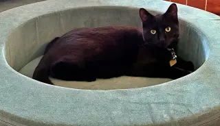 NOVA #2043 - Offered by Owner - Black Beauty
