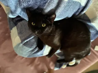 NOVA #2043 - Offered by Owner - Black Beauty