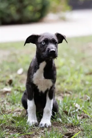 AGGIE