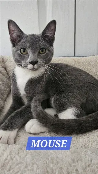 MOUSE