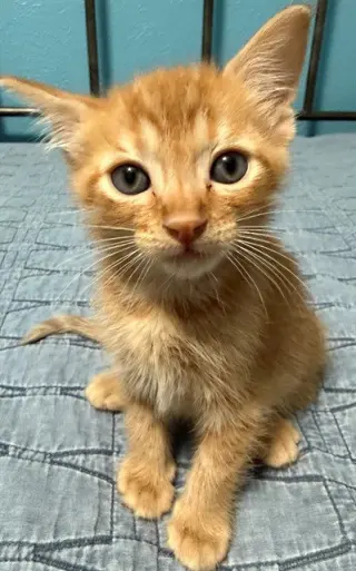 BENJI