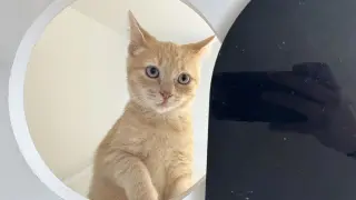 OJ Skweez