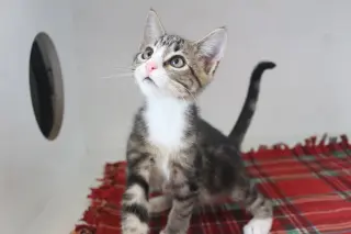 Mercury
