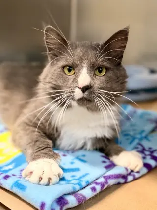 Bagel