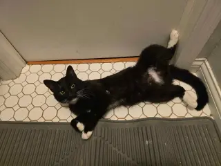 Tooney