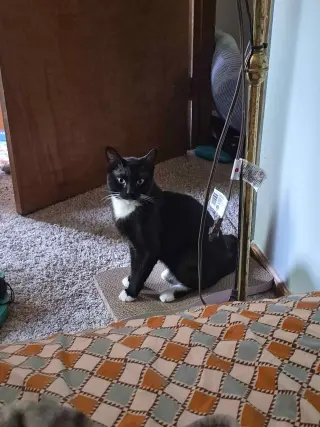 Tooney
