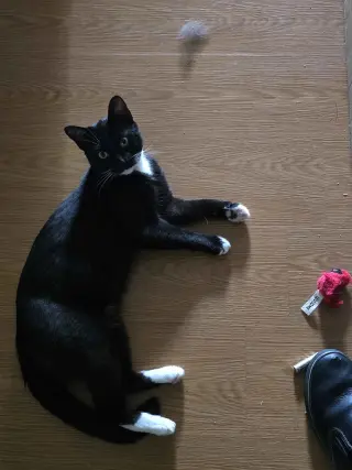 Tooney