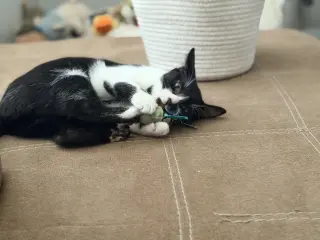 Marley