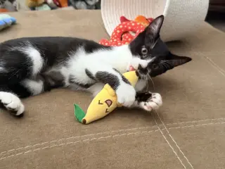 Marley