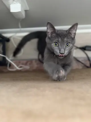 Merlin