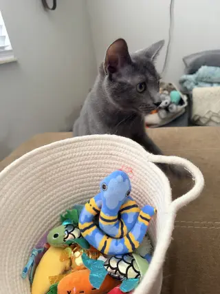 Merlin