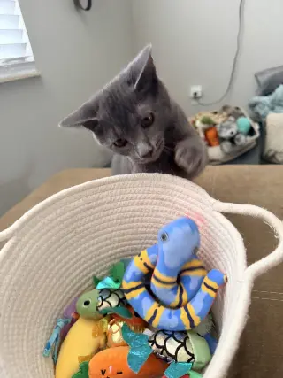 Merlin