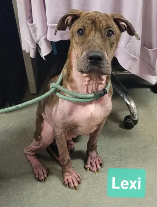 Lexi