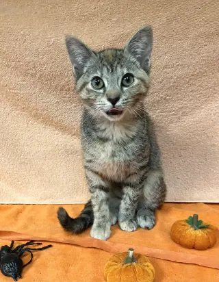 Pumpkin