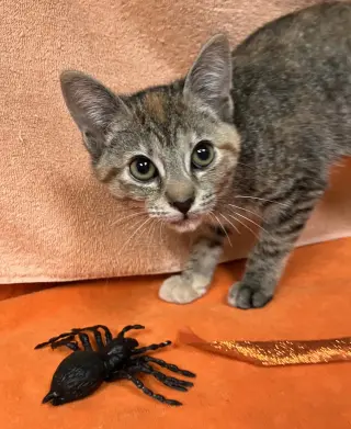Pumpkin