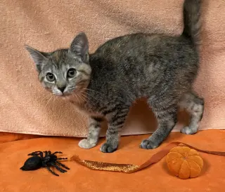 Pumpkin