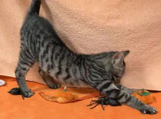 All Spice
