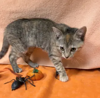 All Spice