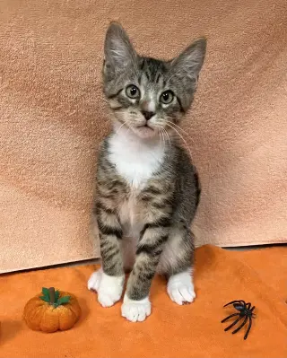 Cinnamon