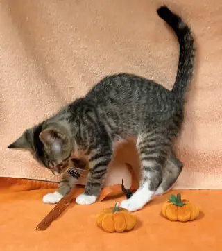 Cinnamon