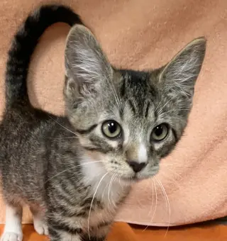 Cinnamon